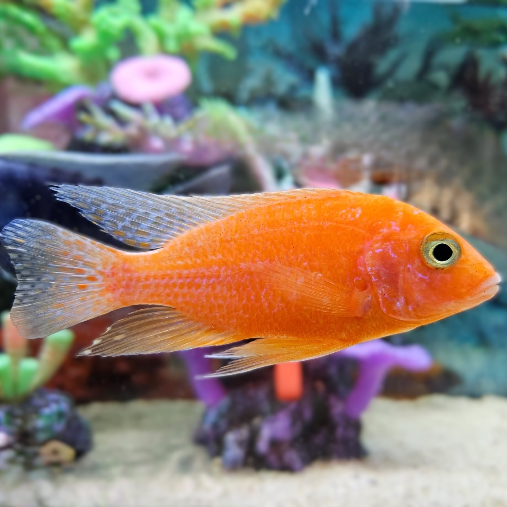 Aulonocara red dragon 5-6 cm